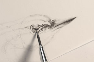 How to draw birds | David N. Kitler, ArtistsNetwork.com