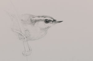 How to draw birds | David N. Kitler, ArtistsNetwork.com