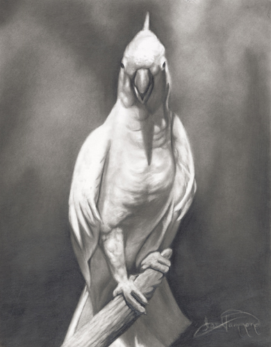 drawing of a bird_cockatoo_Lee Hammond art