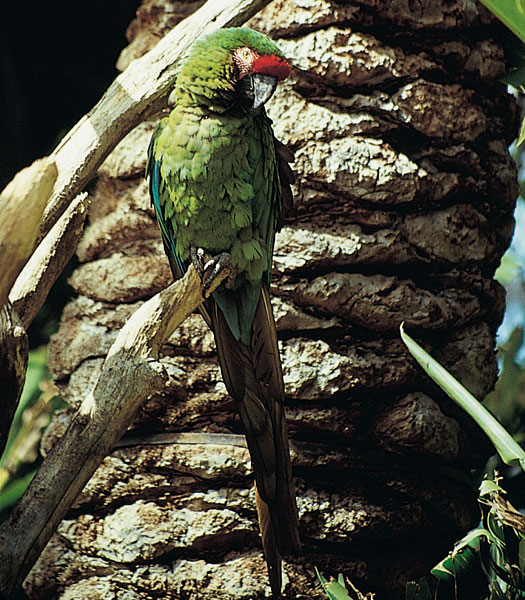 Reference photo of a parrot