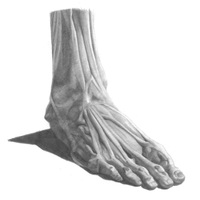 David Jon Kassan foot drawing--Muscles Outstep