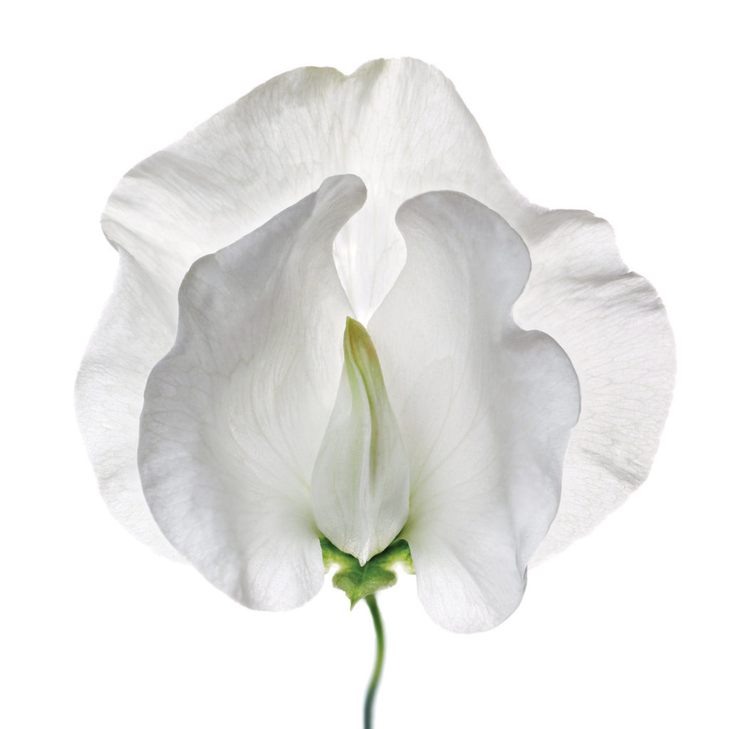 Photo of White Flower by Getty Images | Floral Art Prompts and Tips | Artists Network