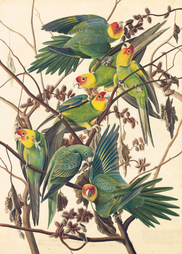 First Wonder of the Watercolor World: Carolina Parakeet (Conuropsis carolinensis), Study for Havell pl. 26 (ca. 1825; watercolor, graphite, pastel, gouache and black ink with scraping and selective glazing on paper, laid on card, 29¾ x 21¼)