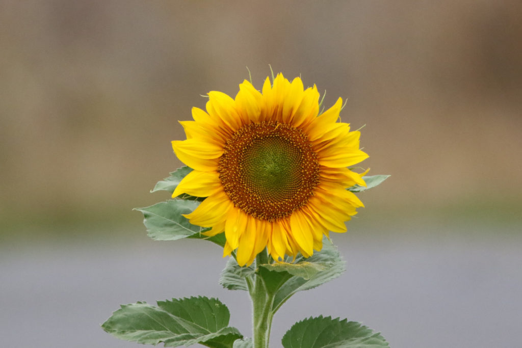 Close-up of wild sunflower; photo courtesy of Getty Images