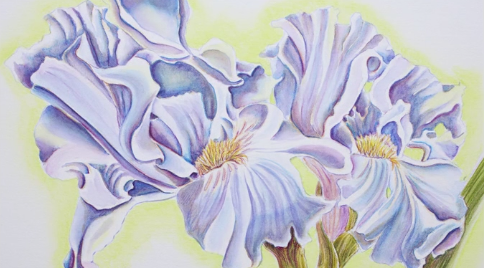 Watercolor Pencil Techniques: How to Paint Flowers