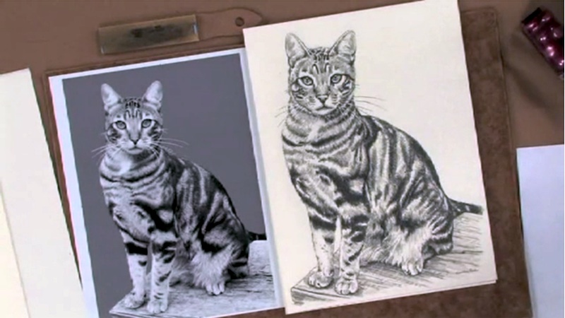 Keys to Drawing Realistic Animals