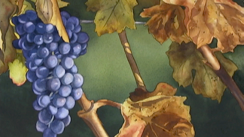 Watercolor Painting Demo: Fall Grapes & Leaves